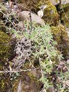 Imagem de Cerastium arvense subsp. strictum (L.) Gaudin