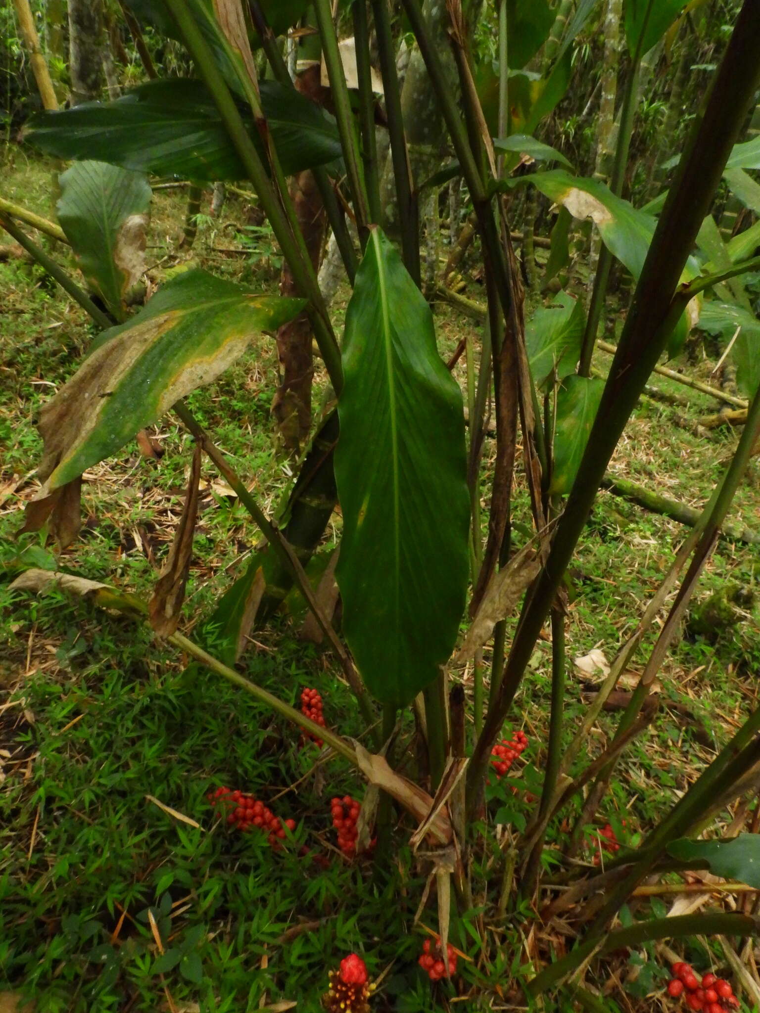 Image of jenjibre-de-jardin