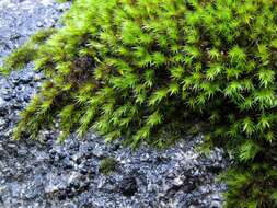 Image of racomitrium moss