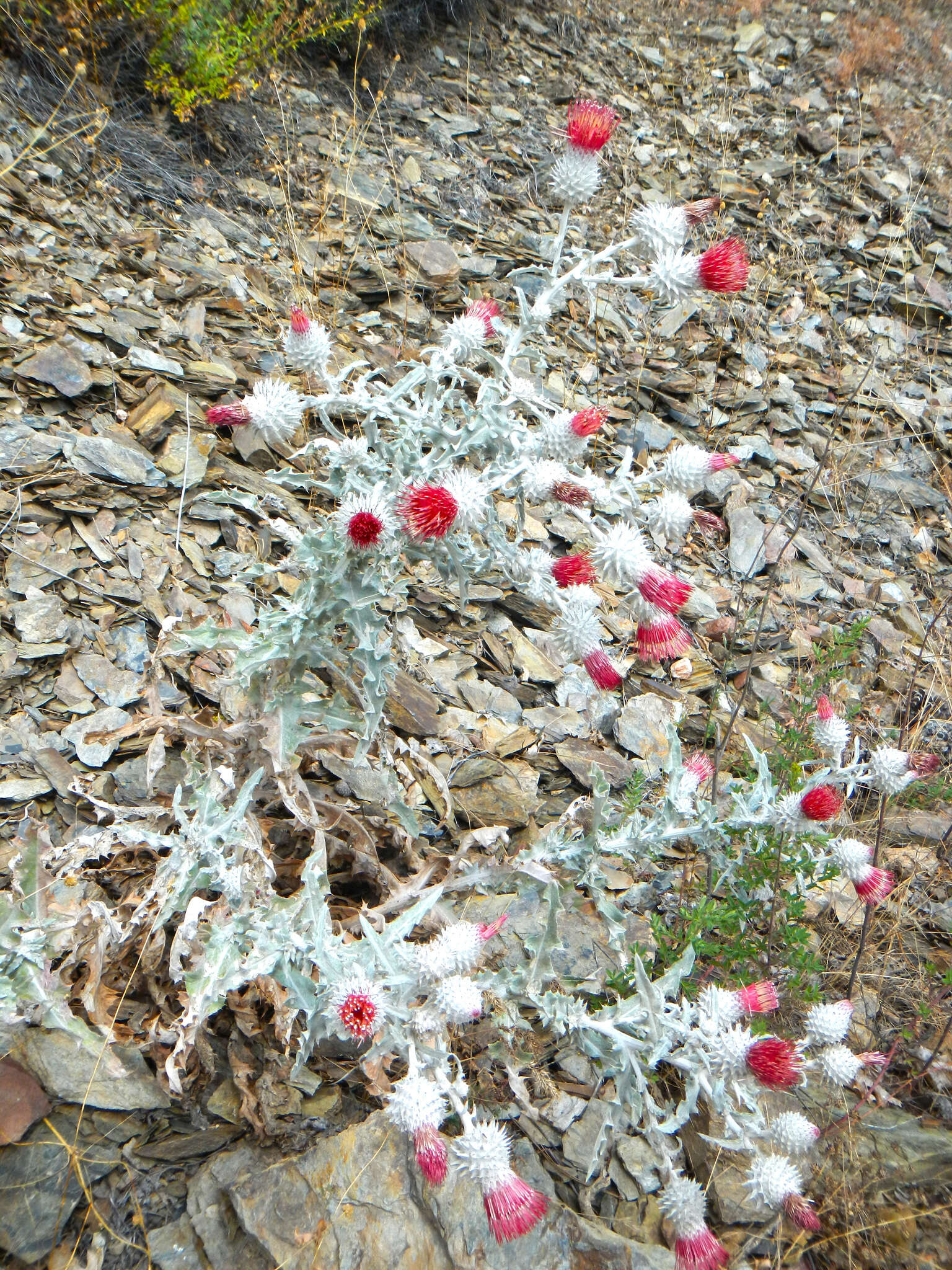 Image of snowy thistle