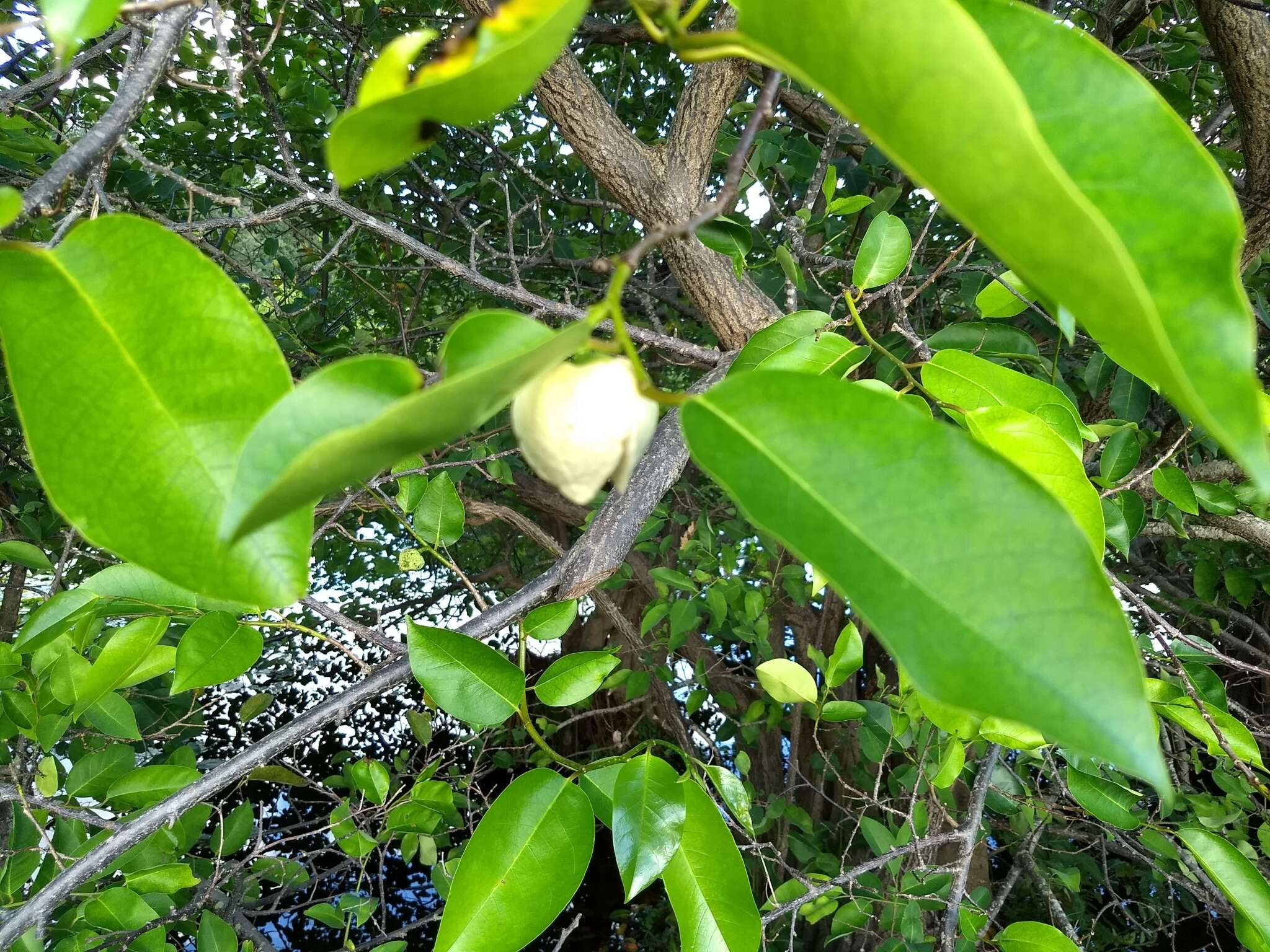 Слика од Annona glabra L.