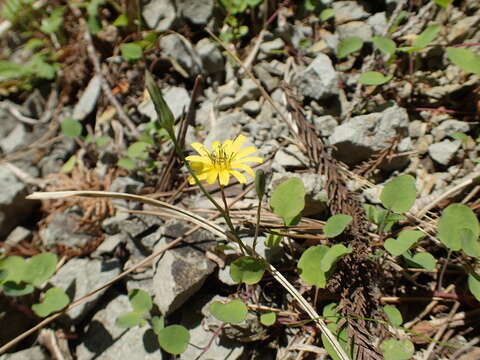 Image of creeping lettuce