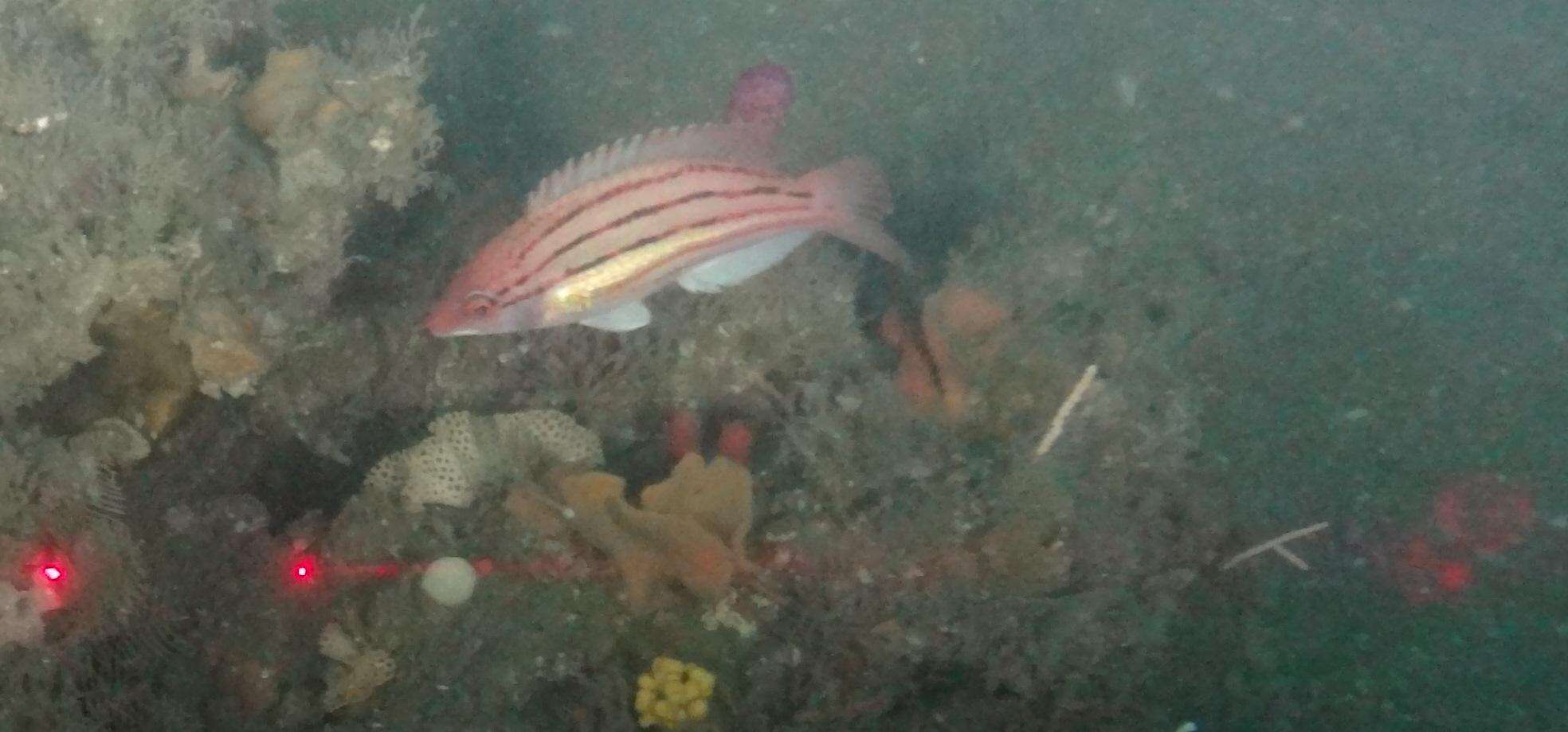 Image of Fourline hogfish