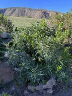 Image of Solanum nitidum Ruiz & Pav.