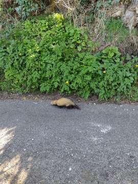 Image of domestic ferret