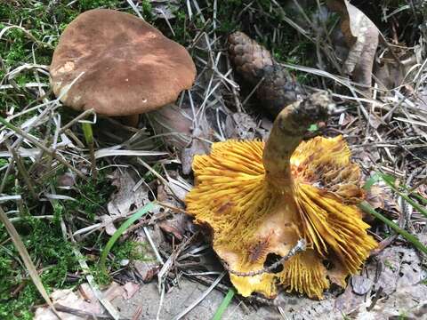 Phylloporus pelletieri (Lév.) Quél. 1888的圖片