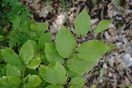 Image of Fagus taurica Popl.