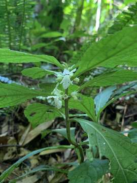 Image of Paraphlomis formosana (Hayata) T. H. Hsieh & T. C. Huang