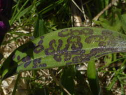 Image de Dactylorhiza aristata (Fisch. ex Lindl.) Soó