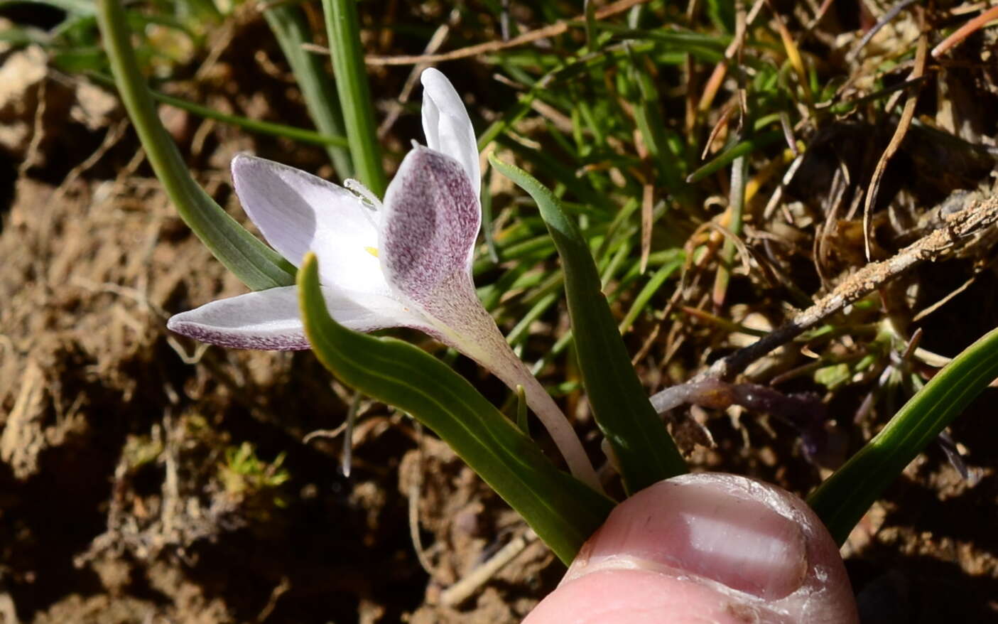 Image of Hesperantha luticola Goldblatt