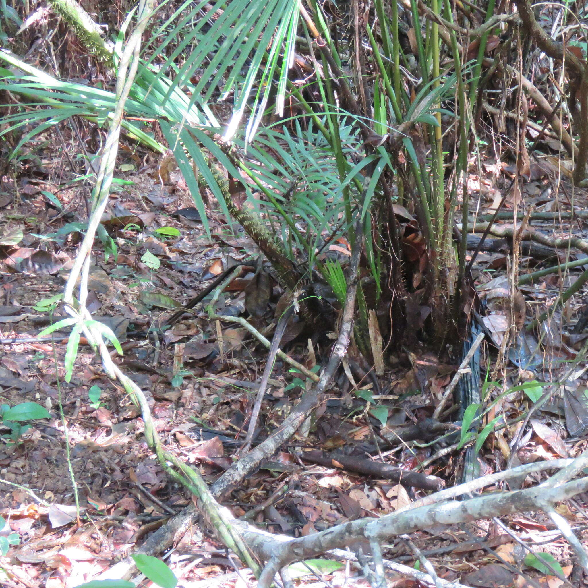 Image of large Lawyer Cane