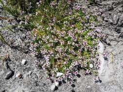 Image of Lobelia jasionoides var. jasionoides