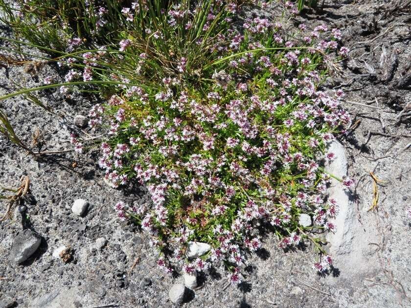 Lobelia jasionoides var. jasionoides resmi