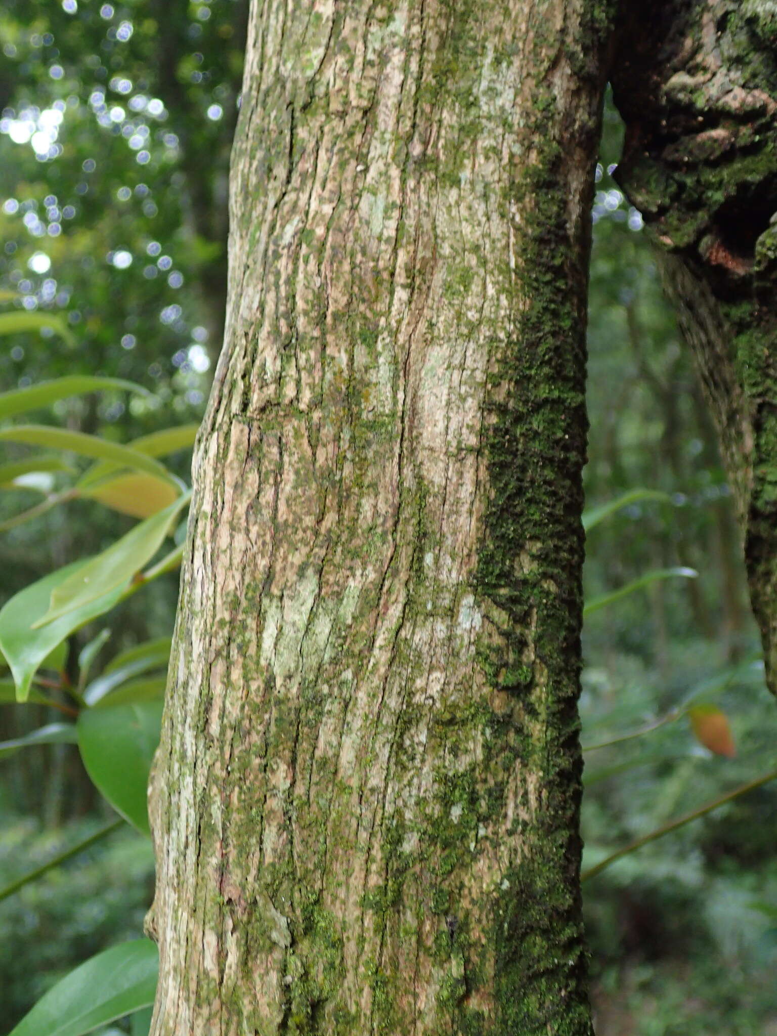 Image of Diplospora dubia (Lindl.) Masam.