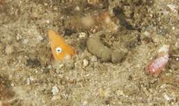 Image of Snake eel