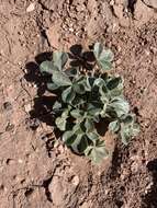 Image of beaver Indian breadroot