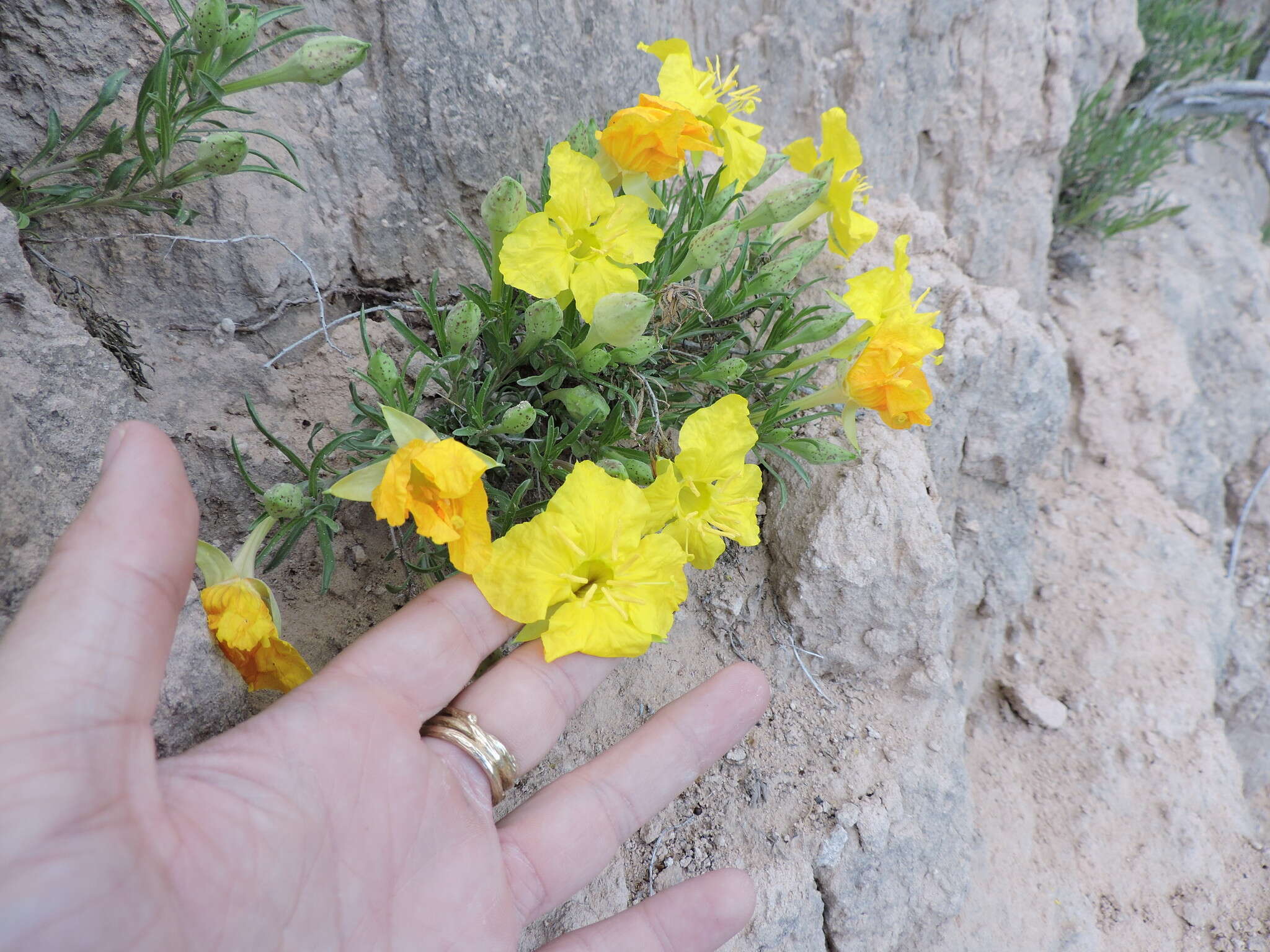 Imagem de Oenothera lavandulifolia Torr. & Gray