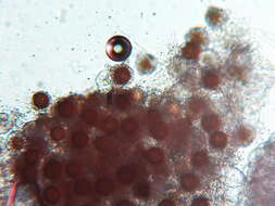 Image of Peronospora alsinearum