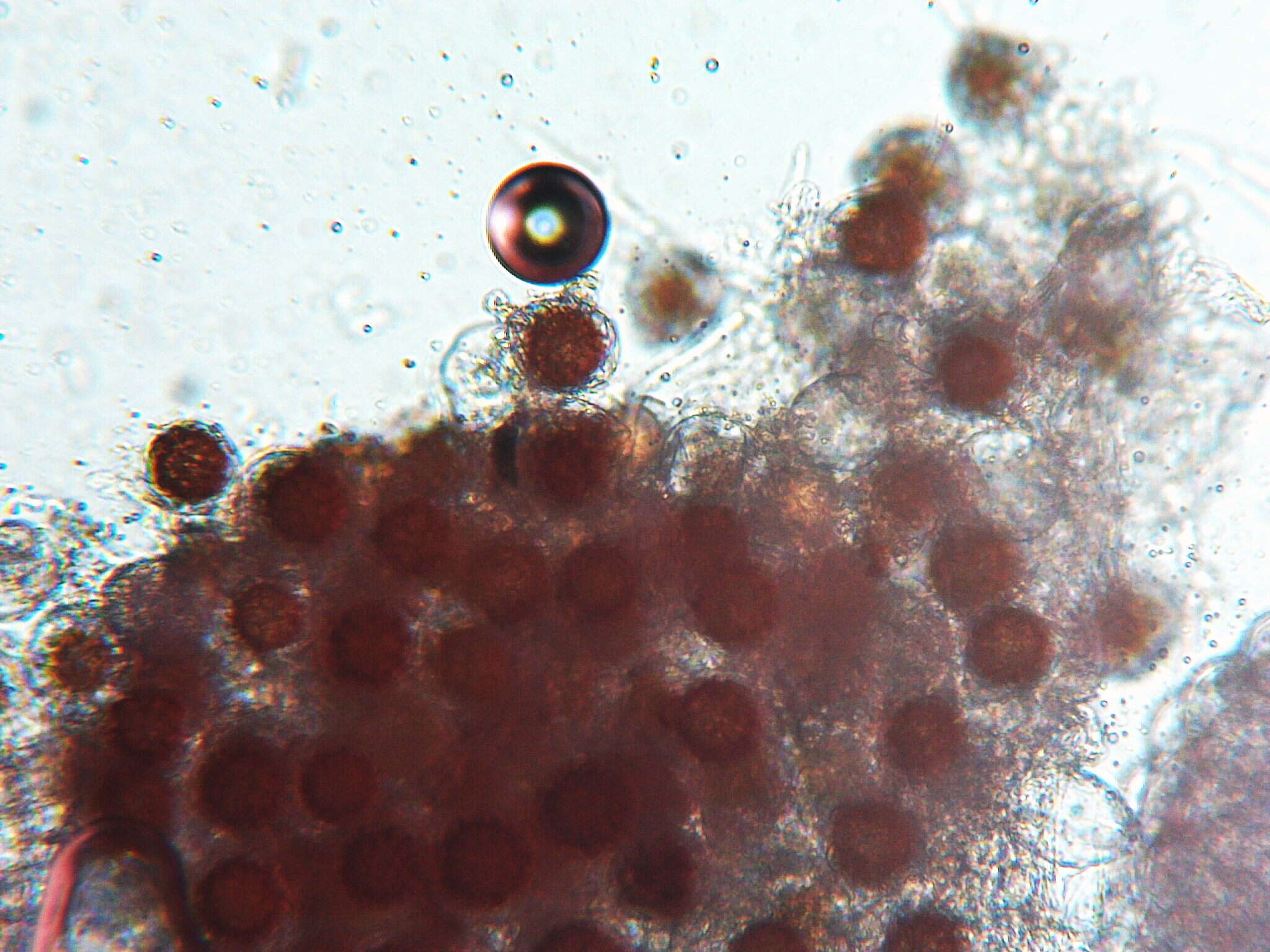 Image of Peronospora alsinearum