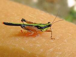 Image of Scaria fasciata Hancock & J. L. 1907