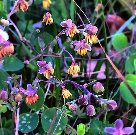 Слика од Thalictrum texanum (A. Gray) Small