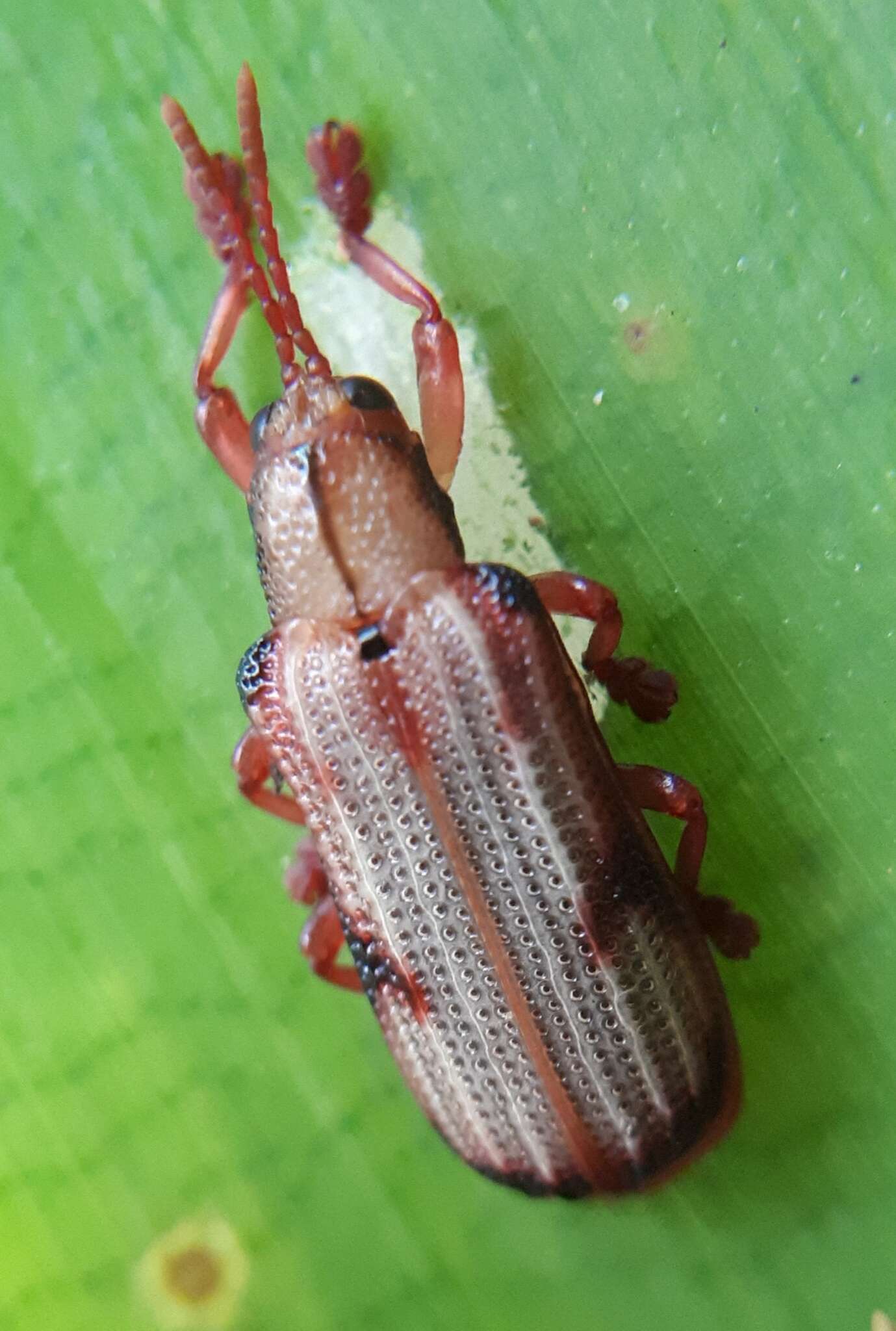 Image of Acentroptera norrisii Guérin-Méneville ex Cuvier 1844