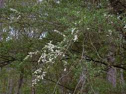 Image of Leptospermum brevipes F. Müll.