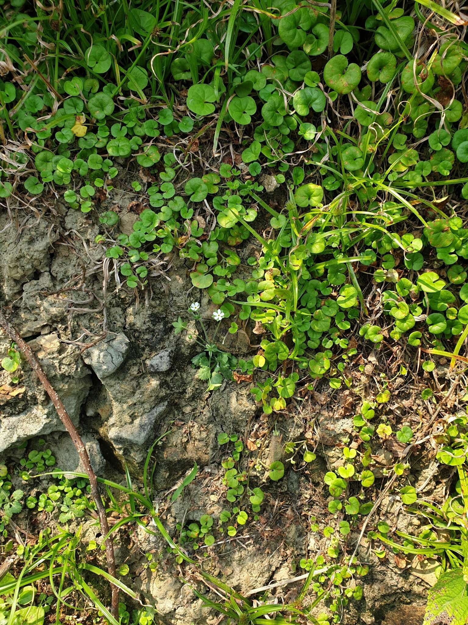 Image of Androsace umbellata (Lour.) Merr.