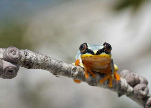 Image of Madagascar Reed Frog