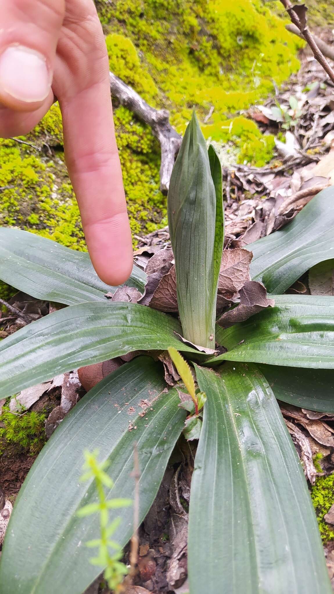 Plancia ëd Gavilea longibracteata (Lindl.) Sparre ex L. E. Navas