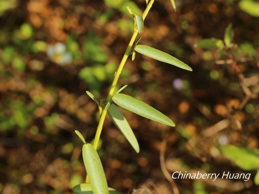 Imagem de Codariocalyx motorius (Houtt.) H. Ohashi