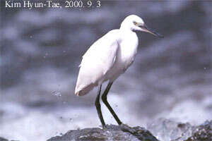 Image of Little Egret