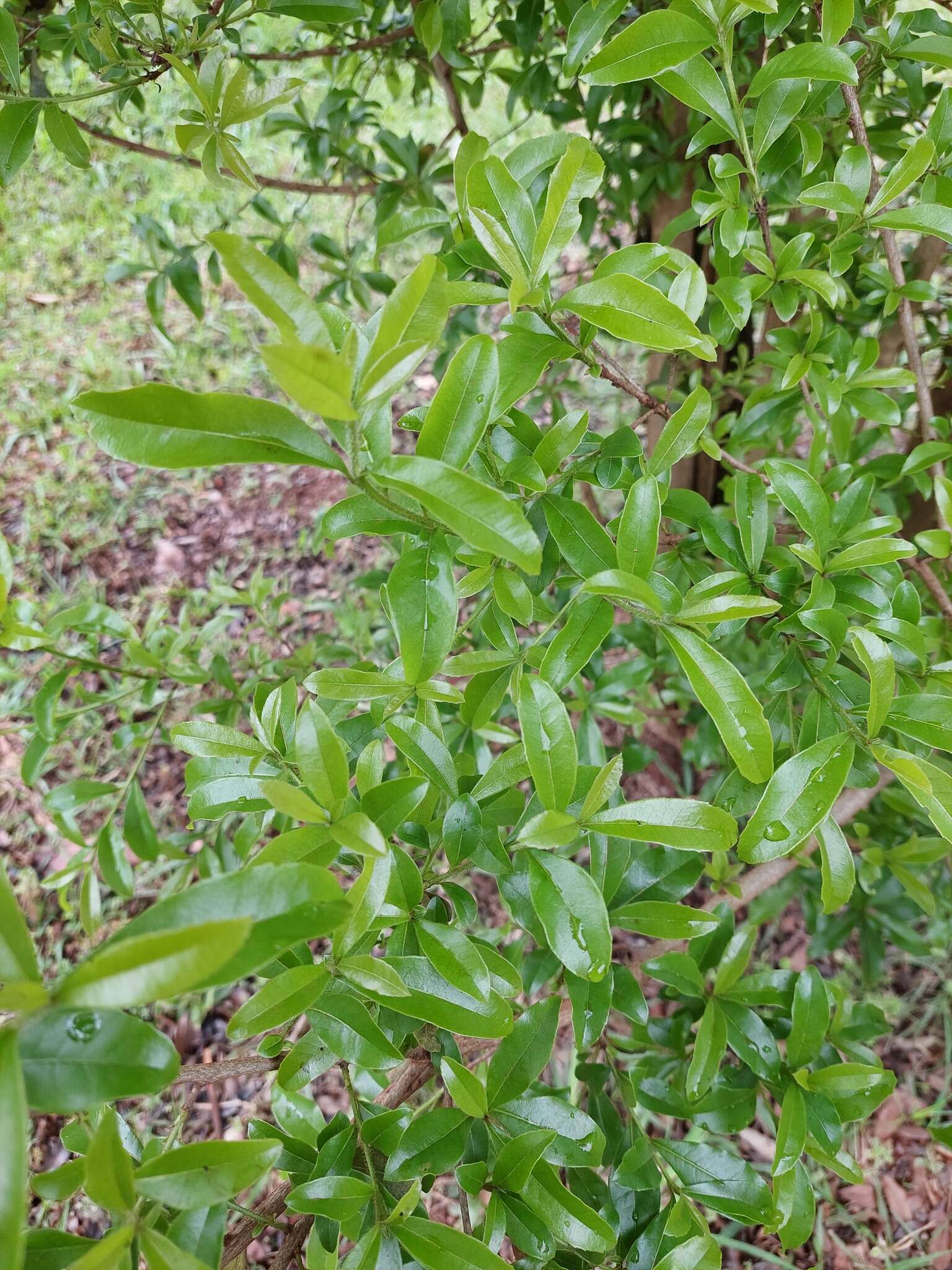 Image of Cordia americana (L.) Gottschling & J. S. Mill.