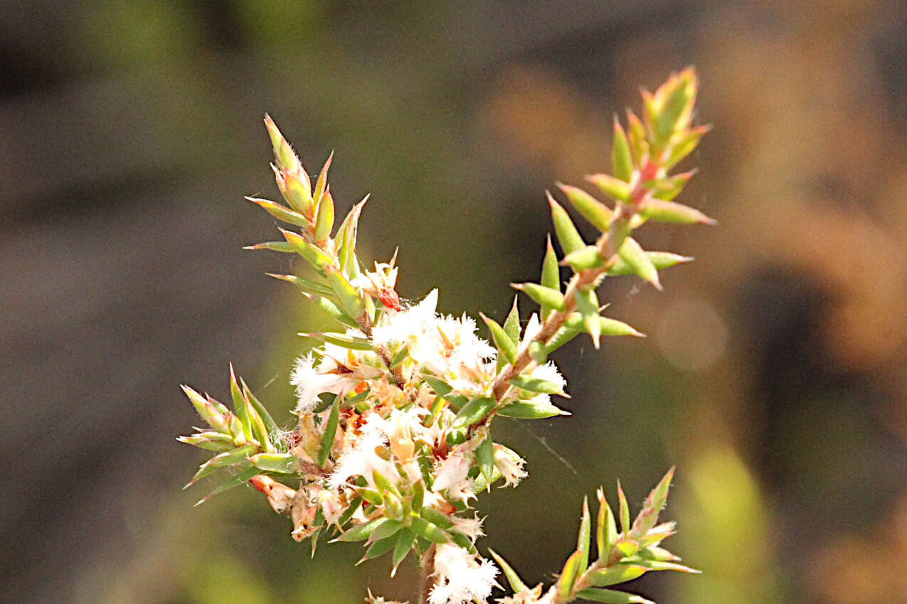 Image of Leucopogon recurvisepalus C. T. White