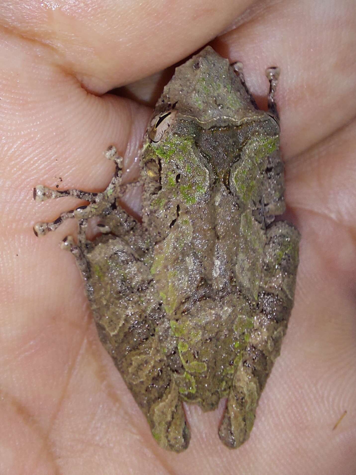 Image of Caracas Snouted Treefrog