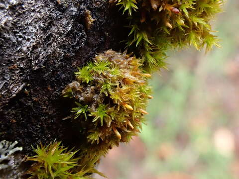 Image of Orthotrichum rogeri Bridel 1812