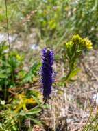 Image of Veronica spicata subsp. porphyriana (Pavl.) A. Jelen.