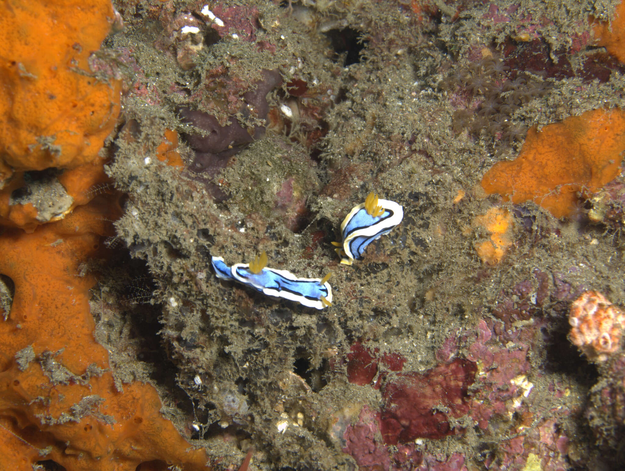 Image of Chromodoris annae Bergh 1877