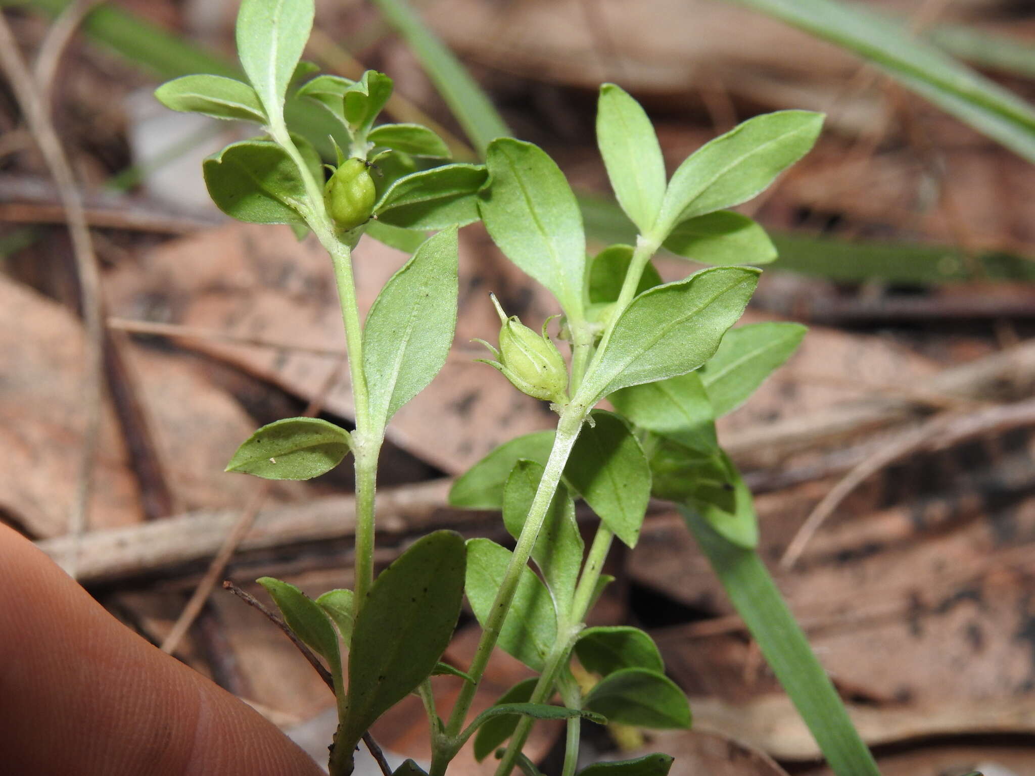 Image of Orianthera pusilla (R. Br.) C. S. P. Foster & B. J. Conn