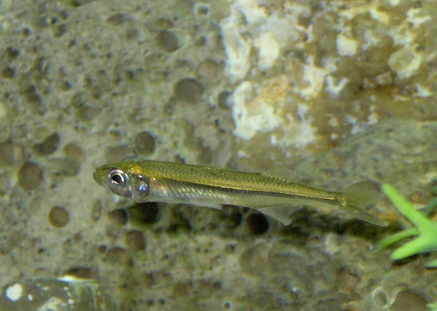 Image of Big-scale Sand Smelt