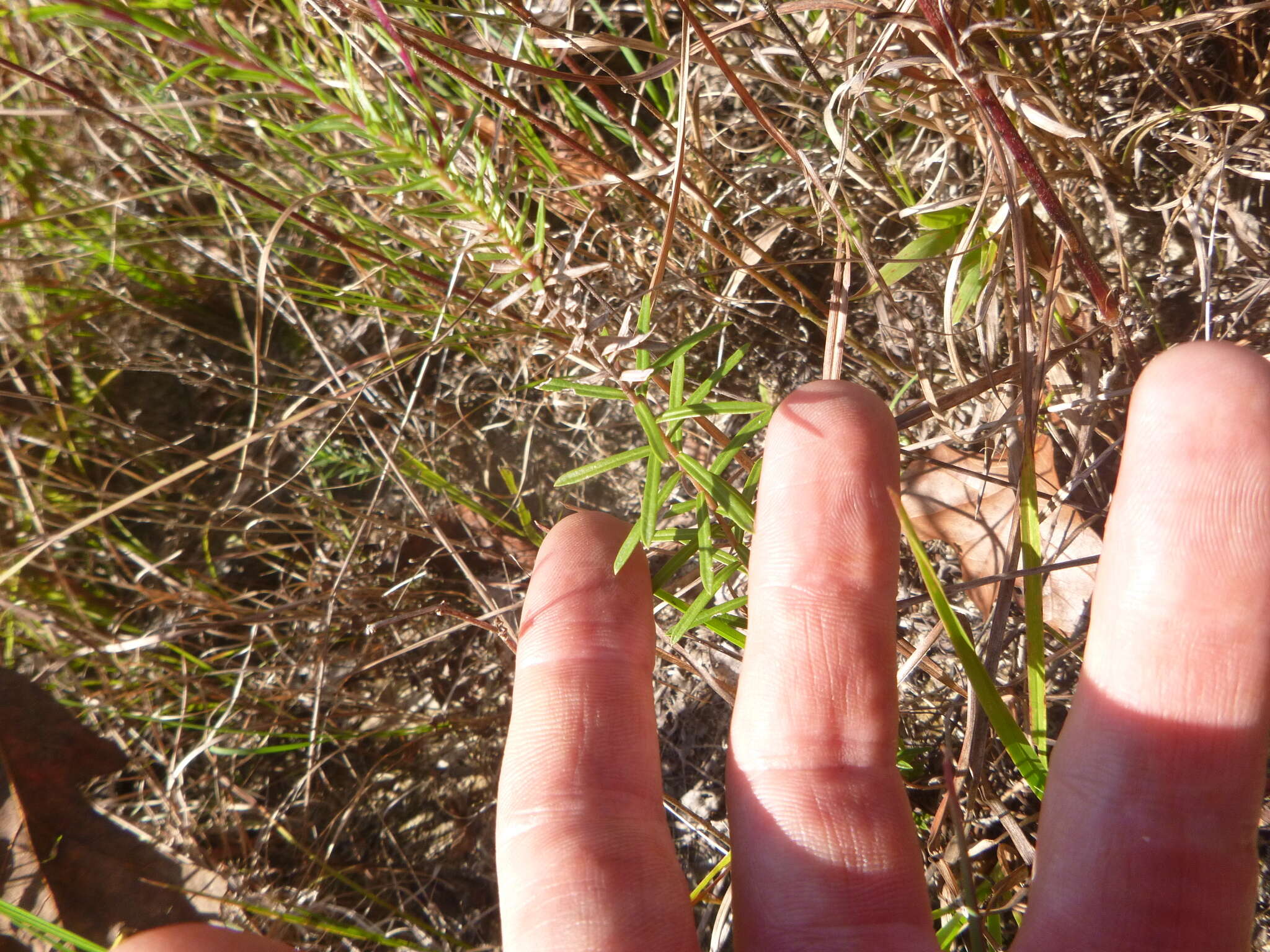 Image of Ionactis linariifolia (L.) Greene