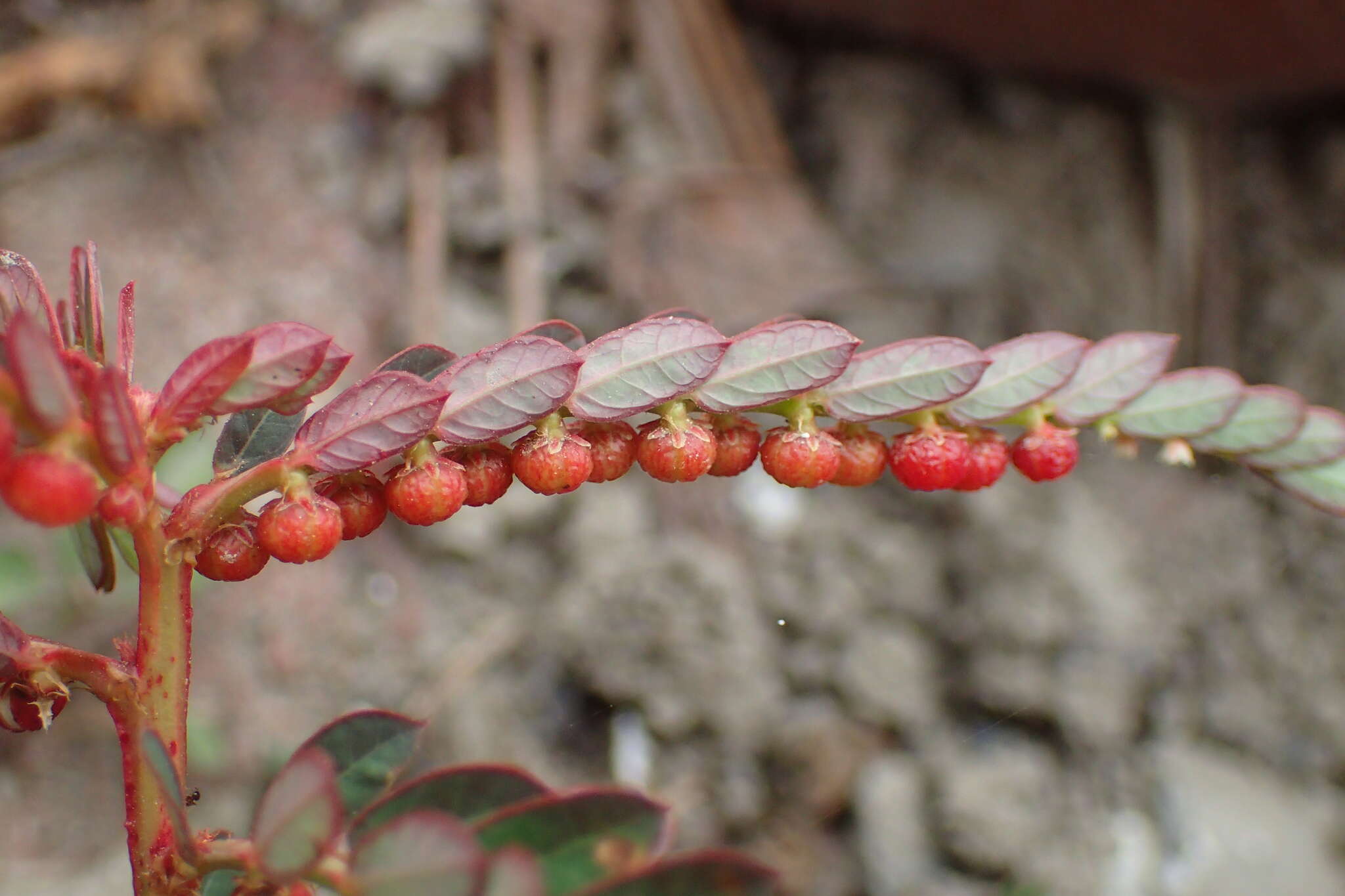 Image of Phyllanthus urinaria subsp. urinaria