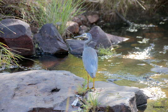 <i>Egretta novaehollandiae parryi</i>的圖片