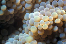 Image of Florida corallimorph