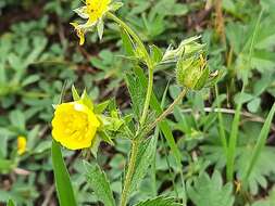 Image of Potentilla divaricata DC.