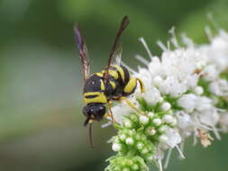 Image of Leucospis biguetina Jurine 1807