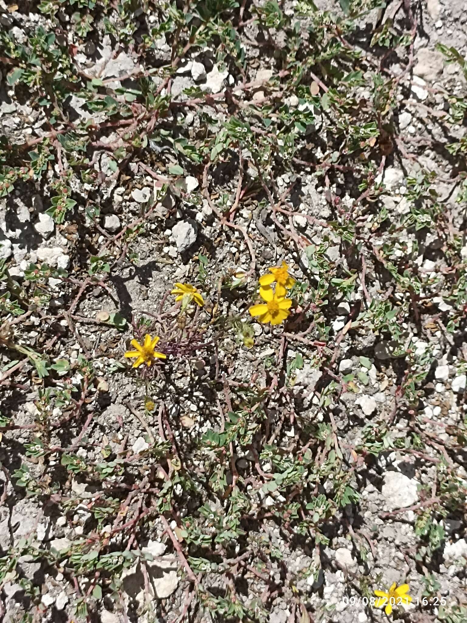 Image of Thymophylla tenuifolia (Cass.) Rydb.