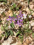 Image of wild blue phlox