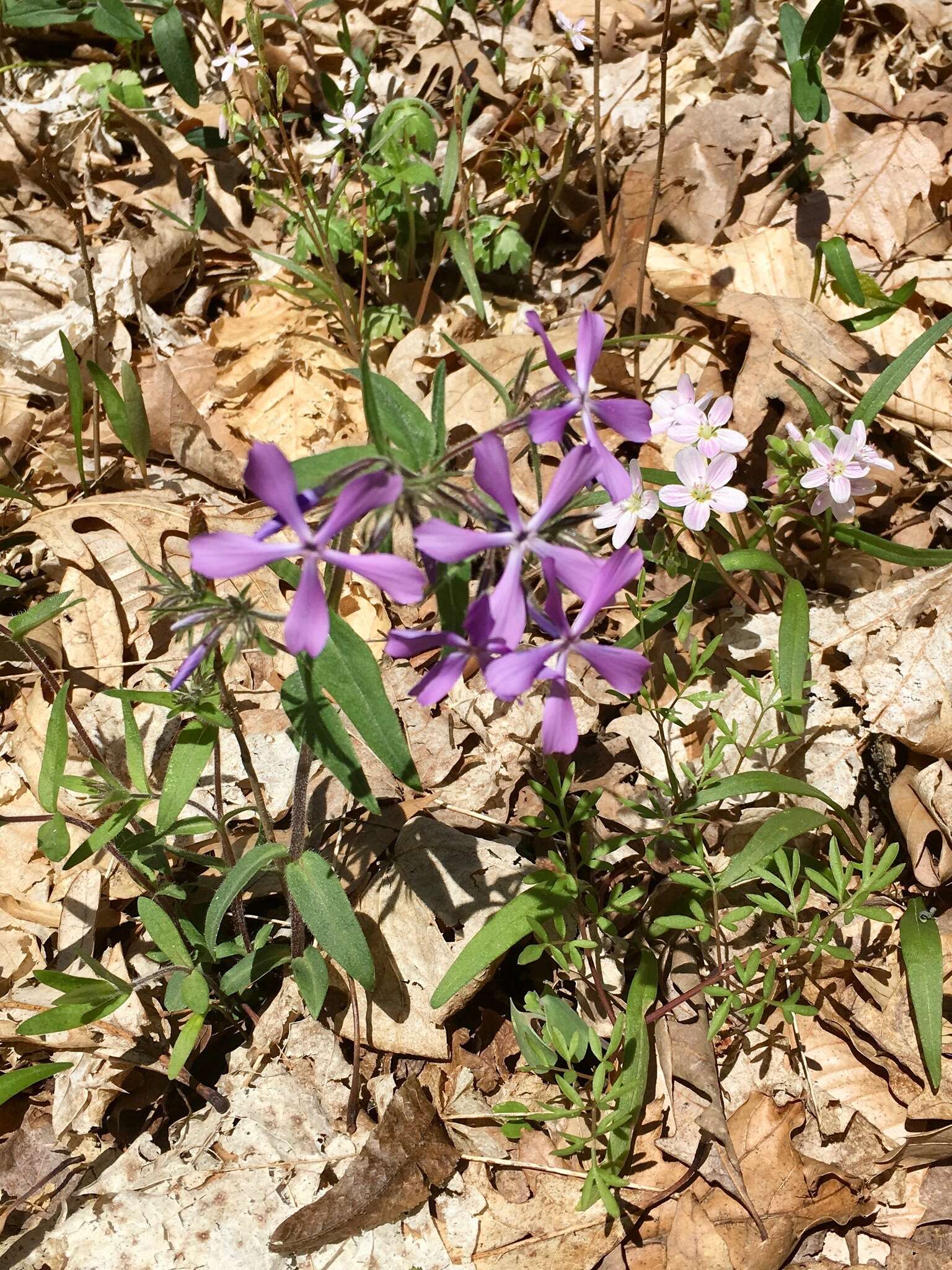 Phlox divaricata subsp. divaricata的圖片