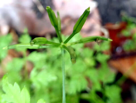 Image of garden chervil